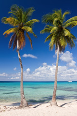 Two palm trees on a tropical beach, Caribbean Sea