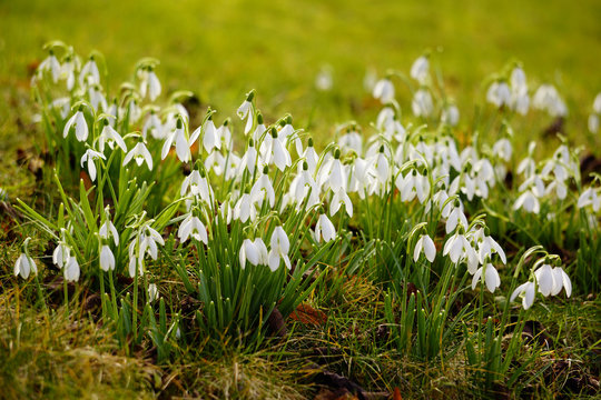 Snowdrops