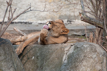 lwica liże łapę © agnieszkalll