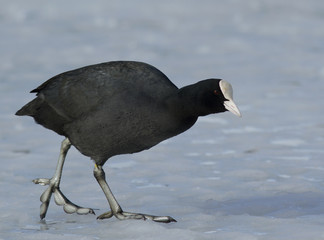 Common Coot walking on the ice