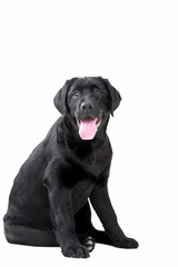 Black Labrador retriever