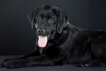 Fototapeta premium black labrador retriever
