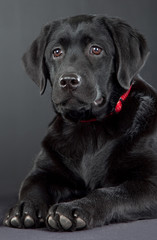 Obraz na płótnie Canvas czarny labrador retriever