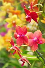 Colorful orchid orchids