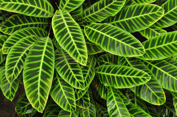 Green tropical leaves texture