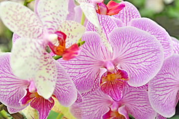 Orchid petal flowers