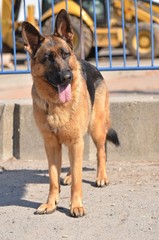 berger allemand