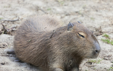 Tired Capybara