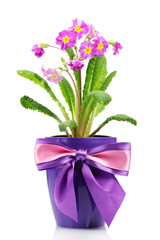 Beautiful purple primrose in a flowerpot isolated on white