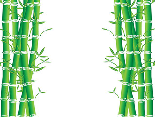 vector illustration of bamboo trees