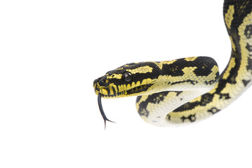 Black and Gold jungle python flicking tongue on white background