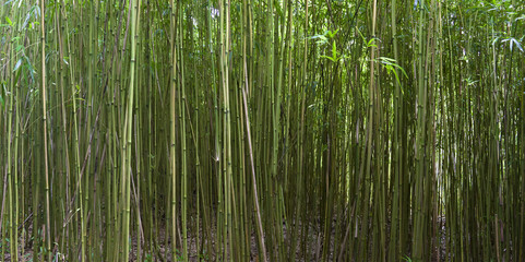 bamboo forest on the island of Maui, Hawaii