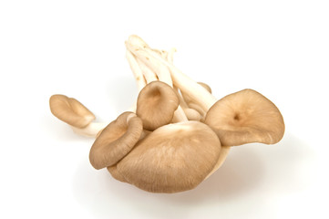 brown beech mushrooms isolated on white background