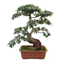 Deurstickers Bonsai bonsai banyanboom