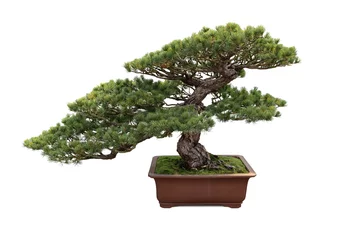 Fotobehang Bonsai bonsai dennenboom