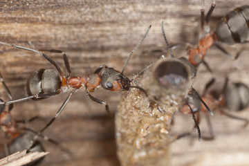 Wood ants (Formica rufa) transporting dead moth larva
