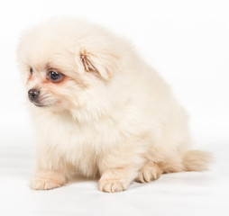 Pomeranian Spitz puppy on a white background