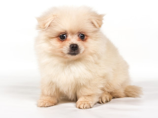 Pomeranian Spitz puppy on a white background