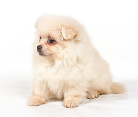 Pomeranian Spitz puppy on a white background