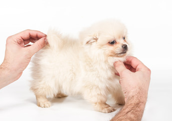 Pomeranian Spitz puppy on a white background