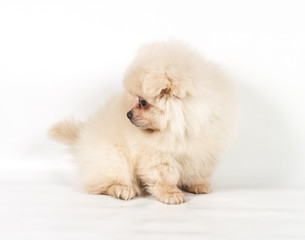 Pomeranian Spitz puppy on a white background