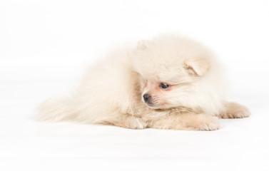 Pomeranian Spitz puppy on a white background