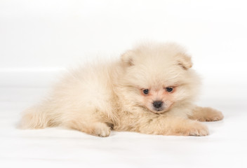 Obraz premium Pomeranian Spitz puppy on a white background