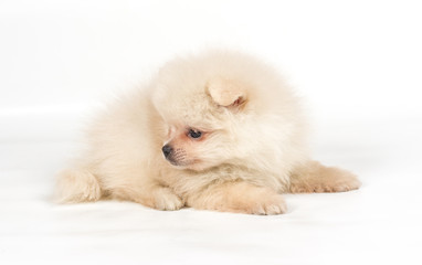 Pomeranian Spitz puppy on a white background