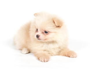 Fototapeta premium Pomeranian Spitz puppy on a white background