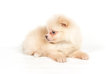 Pomeranian Spitz puppy on a white background