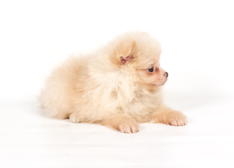 Pomeranian Spitz puppy on a white background