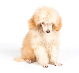 Apricot poodle puppy portrait on a white background