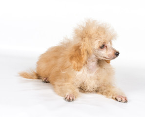 Apricot poodle puppy portrait on a white background