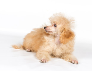 Apricot poodle puppy portrait on a white background