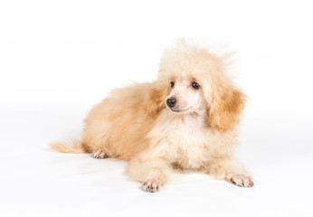 Apricot poodle puppy portrait on a white background