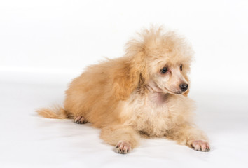 Apricot poodle puppy portrait on a white background