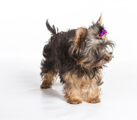 Yorkshire terrier looking at the camera in a head shot, against