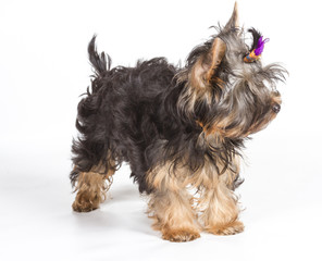 Yorkshire terrier looking at the camera in a head shot, against