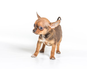 chihuahua puppy (3 months) in front of a white background