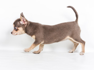 Chocolate and white Chihuahua puppy, 8 weeks old, standing in fr