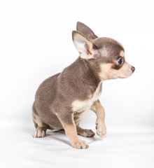 Chocolate and white Chihuahua puppy, 8 weeks old, standing in fr