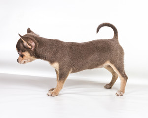 Chocolate and white Chihuahua puppy, 8 weeks old, standing in fr