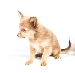 Obraz premium chihuahua puppy (3 months) in front of a white background