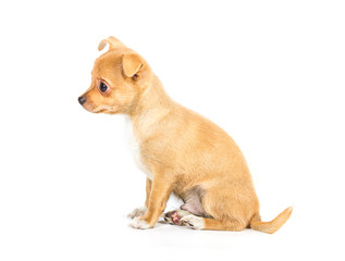 chihuahua puppy (3 months) in front of a white background