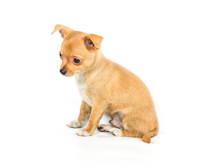 chihuahua puppy (3 months) in front of a white background