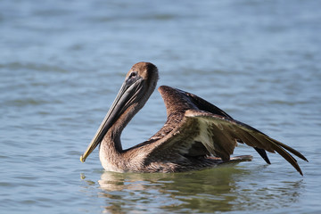 Immature Brown Pelican Preparing For Flight - Florida