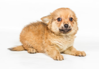 Spitz puppy in front of white background . Pomeranian dog isolat