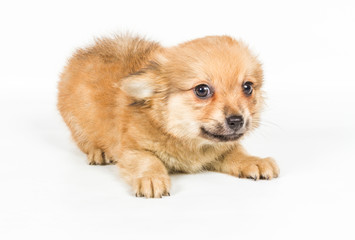 Spitz puppy in front of white background . Pomeranian dog isolat
