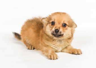 Spitz puppy in front of white background . Pomeranian dog isolat