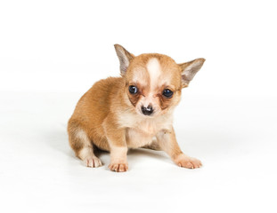 chihuahua puppy (3 months) in front of a white background